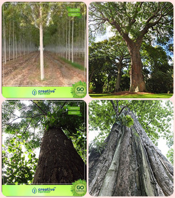 

Creative Farmer Tree Seeds Indoor Mangium,Indian Rosewood,Malabar Neem -Plywood Tree ,Teak Seeds Combo For Home Garden Shade Tree & Timber Species& Timber Species/Shade Tree Seeds By Creative Farmer Seed(4 per packet)