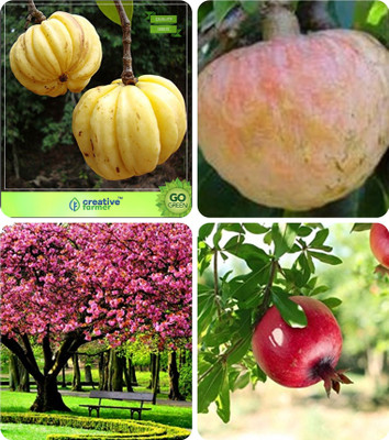 

Creative Farmer Gardening Tree Seeds Malabar Tamarind,Anona Squamosa ,Peach ,Pomagranate Combo For Home Garden Fruit Seeds & Fruit Seeds Seeds By Creative Farmer Seed(4 per packet)