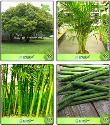 

Creative Farmer Conifer And Other Tree Albizia Lebbeck ,Areca Palm ,Bamboo Thorny ,Drumstick Combo For Home Garden Shade Tree & Ornamental Palm Tree & Bamboo & Vegetable Tree Seeds By Creative Farmer Seed(4 per packet)