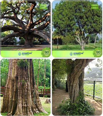 

Creative Farmer Timber Tree Combo Indian Rosewood,Mahogany,Teak Seeds ,Wrightia Tinctoria Combo For Home Garden Timber Species & Timber Species & Timber Species/Shade Tree & Medicinal Tree Seeds Seeds By Creative Farmer Seed(4 per packet)