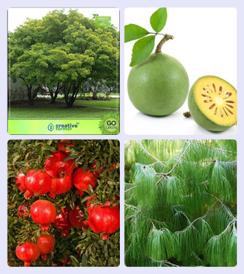 

Creative Farmer Garden Tree Plants For Home Pongamia Pinnata,Aegle Marmelos ,Pomagranate Nana ,Pinus Petula Combo For Home Garden Medicinal Tree Seeds & Sacred Tree & Fruit Seeds & Timber Species Seeds By Creative Farmer Seed(4 per packet)