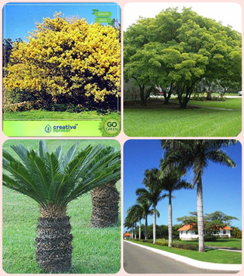 

Creative Farmer Go Green Gift Combo Acacia Dealbata ,Albizia Lebbeck ,Sago Palm ,Bottle Palm Combo For Home Garden Tree Seeds & Shade Tree & Ornamental Palm Tree & Ornamental Palm Tree Seeds By Creative Farmer Seed(4 per packet)