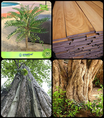 

Creative Farmer Plant Seeds Simarouba Glauca(Paradise-Tree),Mahogany,Teak Seeds ,Wrightia Tinctoria Combo For Home Garden Herbal Medicinal Tree/Plant & Timber Species & Timber Species/Shade Tree & Medicinal Tree Seeds Seeds By Creative Farmer Seed(4 per p
