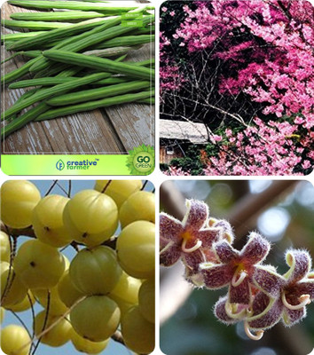 

Creative Farmer Seeds For Home Garden Drumstick,Prunus Puddum,Amla Tree ,Sterculia Guttata Combo For Home Garden Vegetable Tree & Ornamental Tree & Veg Tree & Herb Tree Seeds By Creative Farmer Seed(4 per packet)