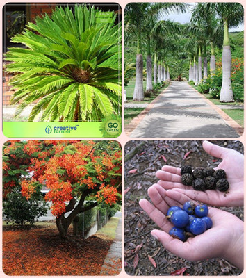 

Creative Farmer Seeds For Garden In Home Sago Palm,Bottle Palm,Gulmohar ,Elaeocarpus Ganitrus Combo For Home Garden Ornamental Palm Tree & Ornamental Palm Tree & Flowering Tree & Sacred Tree Seeds By Creative Farmer Seed(4 per packet)