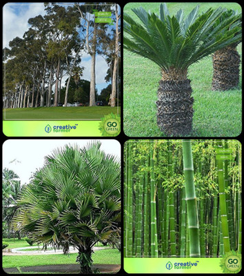 

Creative Farmer Tree Seeds Planting Eucalyptus,Sago Palm,Himalayan Fan Palm ,Bamboo Thorny Combo For Home Garden Herb Tree & Ornamental Palm Tree & Ornamental Palm Tree & Bamboo Seeds By Creative Farmer Seed(4 per packet)