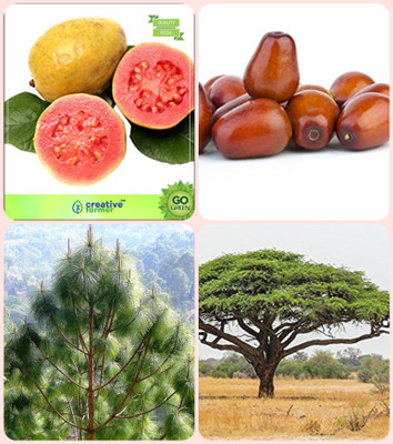 

Creative Farmer Gardening Tree Seeds Guava ,Plum ,Pinus Roxburghaii ,Acacia Senegal Combo For Home Garden Fruit Seeds & Timber & Tree Seeds Seeds By Creative Farmer Seed(4 per packet)