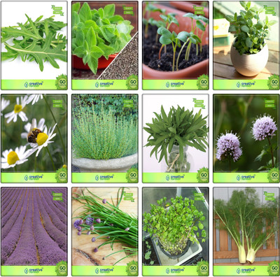 

Creative Farmer Seeds Of Herbs Wild Rocket, Mint, Cress Common, Lemon Basil, German Chamomille, Thyme English Winter, Terragon, Penny Royal, Lavender, Garlic Chives, Water Cress, Fennel Folrance Herb Seeds Combo Pack By Creative Farmer Seed(1 per packet)