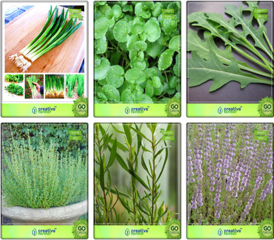 

Creative Farmer Easy To Grow Herbs Seeds Combo Garlic Chives, Water Cress, Wild Rocket, Thyme English Winter, Terragon, Penny Royal Herb Seeds Combo Pack By Creative Farmer Seed(6 per packet)