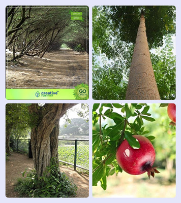 

Creative Farmer Seeds Of Trees Australian Pine,Malabar Neem -Plywood Tree,Wrightia Tinctoria ,Pomagranate Combo For Home Garden Ornamental Tree & Timber Species & Medicinal Tree Seeds & Fruit Seeds Seeds By Creative Farmer Seed(4 per packet)