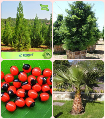 

Creative Farmer Plant Seeds Japanese Cedar ,Podocarpus Gracillior ,Abrus Precatorius ,Livistona Chinensis (L.Mauritiana) Combo For Home Garden Shade Tree/Ornamental Tree & Tree Seeds & Herbal Tree & Tree Seeds Seeds By Creative Farmer Seed(4 per packet)