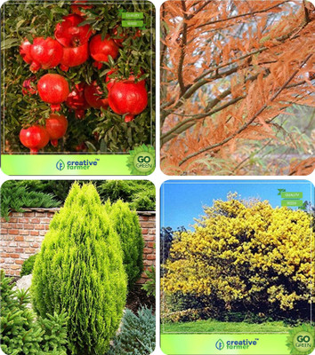 

Creative Farmer Forest Tree Seeds Pomagranate Nana,Taxodium Mucronatum ,Thuja Orientalis ,Acacia Dealbata Combo For Home Garden Fruit Seeds & Tree Seeds & Medicinal Plant Seeds & Tree Seeds Seeds By Creative Farmer Seed(4 per packet)