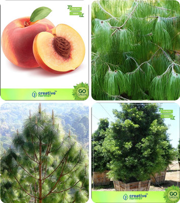

Creative Farmer Forest Tree Seeds Peach ,Pinus Petula ,Pinus Roxburghaii ,Podocarpus Gracillior Combo For Home Garden Fruit Seeds & Timber Species & Timber & Tree Seeds Seeds By Creative Farmer Seed(4 per packet)