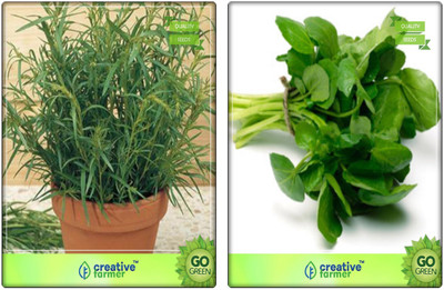 Creative Farmer Herb Combo Offer Terragon, Water Cress Herb Seeds Combo Pack By Creative Farmer Seed(2 per packet)