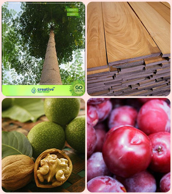

Creative Farmer Medicinal Plants Seeds & Shade Tree Combo Malabar Neem -Plywood Tree,Mahogany,Wallnut ,Plum Combo For Home Garden Timber Species & Timber Species & Nut Seeds & Fruit Seeds Seeds By Creative Farmer Seed(4 per packet)