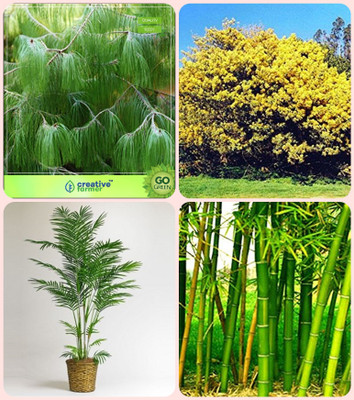

Creative Farmer Seeds For Garden In Home Pinus Petula ,Acacia Dealbata ,Areca Palm ,Bamboo Thorny Combo For Home Garden Timber Species & Tree Seeds & Ornamental Palm Tree & Bamboo Seeds By Creative Farmer Seed(4 per packet)
