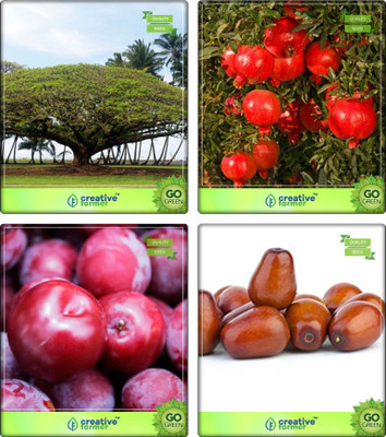 

Creative Farmer Seeds Of Trees Divi-Divi ,Pomagranate Nana,Plum ,Plum Combo For Home Garden Shade Tree/Ornamental Tree & Fruit Seeds & Fruit Seeds Seeds By Creative Farmer Seed(4 per packet)