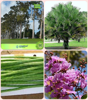 

Creative Farmer Go Green Gift Combo Eucalyptus,Himalayan Fan Palm,Drumstick ,Queen Crape Myrtle Combo For Home Garden Herb Tree & Ornamental Palm Tree & Vegetable Tree & Flower Tree Seeds By Creative Farmer Seed(4 per packet)