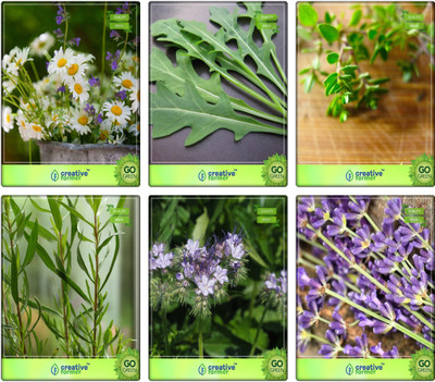 

Creative Farmer Seeds Of Herb German Chamomille, Wild Rocket, Thyme English Winter, Terragon, Penny Royal, Lavender Herb Seeds Combo Pack By Creative Farmer Seed(6 per packet)