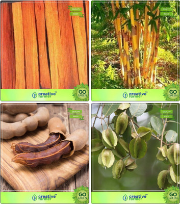 

Creative Farmer Tree Seeds Planting Caesalpinia Sappan,Small Bamboo,Tamarind ,Terminalia Arjuna Combo For Home Garden Shade Tree & Bamboo & Fruit Seeds & Sacred Tree Seeds By Creative Farmer Seed(4 per packet)