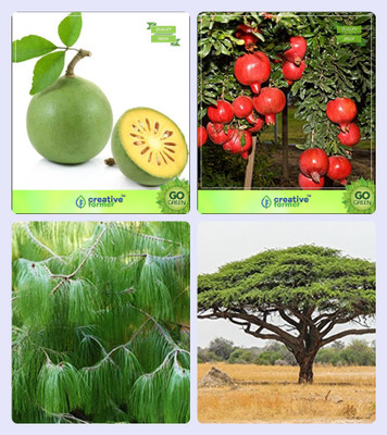 

Creative Farmer Seeds For Garden In Home Aegle Marmelos ,Pomagranate Nana,Pinus Petula ,Acacia Senegal Combo For Home Garden Sacred Tree & Fruit Seeds & Timber Species & Tree Seeds Seeds By Creative Farmer Seed(4 per packet)