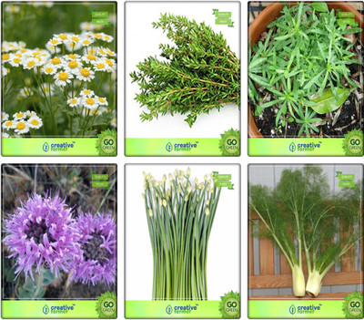

Creative Farmer Herb Plant Combo German Chamomille, Thyme English Winter, Terragon, Penny Royal, Garlic Chives, Fennel Folrance Herb Seeds Combo Pack By Creative Farmer Seed(6 per packet)