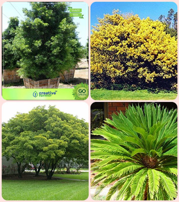 

Creative Farmer Gardening Tree Seeds For Garden Podocarpus Gracillior ,Acacia Dealbata ,Albizia Lebbeck ,Sago Palm Combo For Home Garden Tree Seeds & Tree Seeds & Shade Tree & Ornamental Palm Tree Seeds By Creative Farmer Seed(4 per packet)