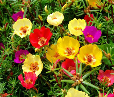 

Nema courtyard essential colorful flower Seed(100 per packet)