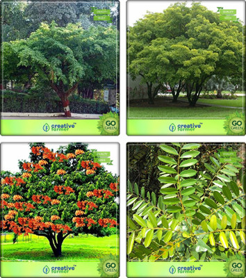

Creative Farmer Plantation Seeds Divi-Divi ,Pongamia Pinnata,Asoka ,Simarouba Glauca(Paradise-Tree) Combo For Home Garden Shade Tree/Ornamental Tree & Medicinal Tree Seeds & Sacred Tree & Herbal Medicinal Tree/Plant Seeds By Creative Farmer Seed(4 per pac