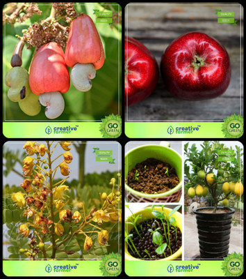 

Creative Farmer Tree Seeds For Outdoor Garden Cashew,Apple,Caesalpinia Sappan ,Citrus Seeds Combo For Home Garden Fruit Seeds & Shade Tree & Fruit Seeds Seeds By Creative Farmer Seed(4 per packet)