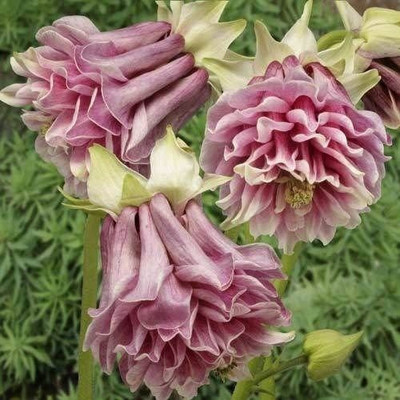 Futaba PETTICOAT COLUMBINE AQUILEGIA Seed(20 per packet)