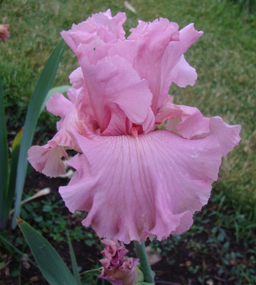 

Nema Pink Iris Flower Seed(40 per packet)