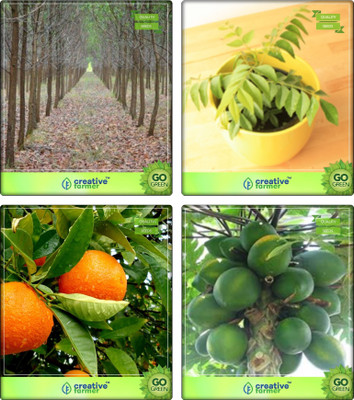 

Creative Farmer Live Tree Seeds Mangium,Murraya Koenigii,Orange ,Papaya Combo For Home Garden Shade Tree & Vegetable Tree & Fruit Seeds Seeds By Creative Farmer Seed(4 per packet)