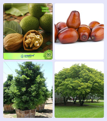 

Creative Farmer Tree Seeds For All Season Wallnut ,Plum ,Podocarpus Gracillior ,Albizia Lebbeck Combo For Home Garden Nut Seeds & Fruit Seeds & Tree Seeds & Shade Tree Seeds By Creative Farmer Seed(4 per packet)