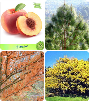

Creative Farmer Conifer & Sacred Tree Seeds Peach ,Pinus Roxburghaii,Taxodium Mucronatum ,Acacia Dealbata Combo For Home Garden Fruit Seeds & Timber & Tree Seeds & Tree Seeds Seeds By Creative Farmer Seed(4 per packet)