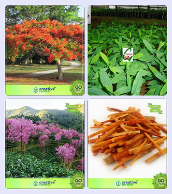 

Creative Farmer Tree Seeds Home Depot Gulmohar ,Sandalwood Seeds,Prunus Puddum ,Caesalpinia Sappan Combo For Home Garden Flowering Tree & Shade Tree/Ornamental Tree & Ornamental Tree & Shade Tree Seeds By Creative Farmer Seed(4 per packet)