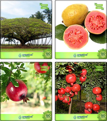 

Creative Farmer Seeds Of Trees For Garden Divi-Divi ,Guava ,Pomagranate ,Pomagranate Nana Combo For Home Garden Shade Tree/Ornamental Tree & Fruit Seeds & Fruit Seeds Seeds By Creative Farmer Seed(4 per packet)