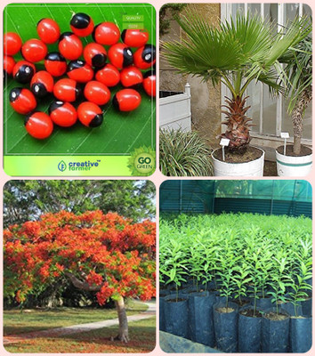 

Creative Farmer Seeds For Garden In Home Abrus Precatorius ,Livistona Chinensis (L.Mauritiana) ,Gulmohar ,Sandalwood Seeds Combo For Home Garden Herbal Tree & Tree Seeds & Flowering Tree & Shade Tree/Ornamental Tree Seeds By Creative Farmer Seed(4 per pac