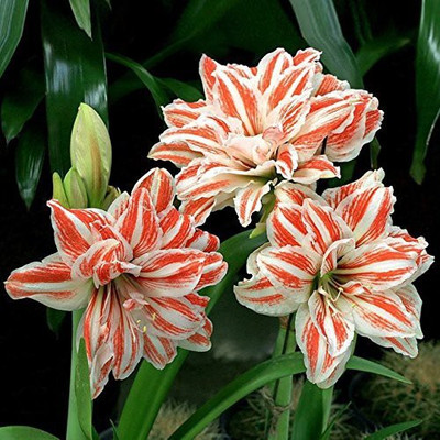 

Futaba Amaryllis seeds Seed(100 per packet)