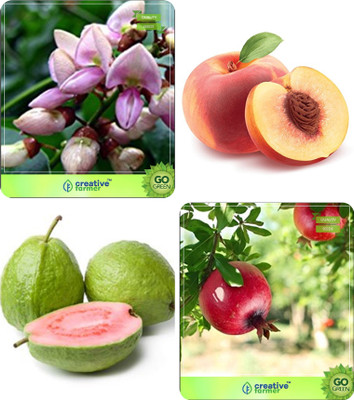 

Creative Farmer Seeds For Home Garden Pongamia Pinnata,Peach ,Guava ,Pomagranate Combo For Home Garden Medicinal Tree Seeds & Fruit Seeds & Fruit Seeds Seeds By Creative Farmer Seed(4 per packet)