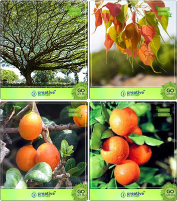 

Creative Farmer Tree Seeds Plant Albizia Saman,Ficus Religiosa,Mamosa -Elangi ,Orange Combo For Home Garden Shade Tree & Sacred Tree & Fruit Seeds Seeds By Creative Farmer Seed(1 per packet)