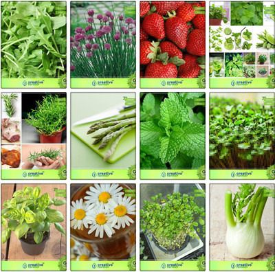 

Creative Farmer Herb Seeds Combo Wild Rocket, Chives, Alpine Strawberry, Lemon Balm, Rosemary, Asparagus, Mint, Cress Common, Lemon Basil, German Chamomille, Water Cress, Fennel Folrance Herb Seeds Combo Pack By Creative Farmer Seed(1 per packet)