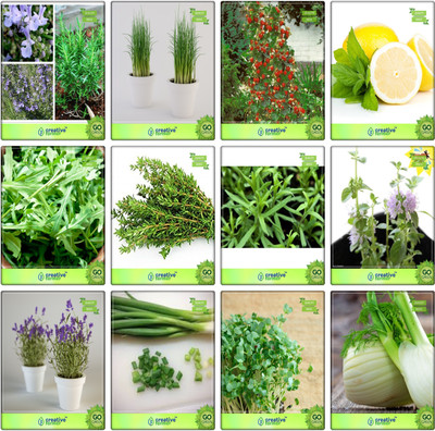 

Creative Farmer Combo Gift Pack Herb Rosemary, Chives, Alpine Strawberry, Lemon Balm, Wild Rocket, Thyme English Winter, Terragon, Penny Royal, Lavender, Garlic Chives, Water Cress, Fennel Folrance Herb Seeds Combo Pack By Creative Farmer Seed(1 per packe