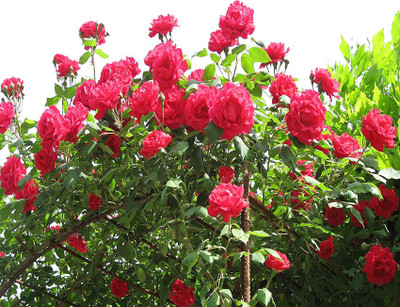 Nema Climbing Red Rose Seed(100 per packet)