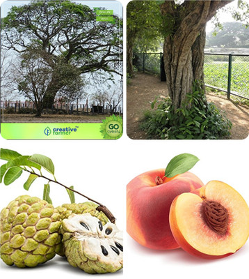 

Creative Farmer Gardening Tree Seeds Elephant-Ear Tree,Wrightia Tinctoria,Anona Squamosa ,Peach Combo For Home Garden Shade Tree/Ornamental Tree & Medicinal Tree Seeds & Fruit Seeds Seeds By Creative Farmer Seed(4 per packet)