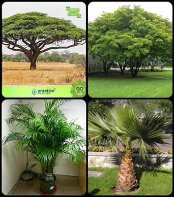 

Creative Farmer Tree Seeds For Home Indoor Acacia Senegal ,Albizia Lebbeck ,Areca Palm ,Livistona Chinensis (L.Mauritiana) Combo For Home Garden Tree Seeds & Shade Tree & Ornamental Palm Tree & Tree Seeds Seeds By Creative Farmer Seed(4 per packet)