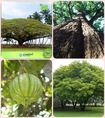 

Creative Farmer Tree Seeds For Growing Divi-Divi ,Indian Rosewood,Malabar Tamarind ,Pongamia Pinnata Combo For Home Garden Shade Tree/Ornamental Tree & Timber Species & Fruit Seeds & Medicinal Tree Seeds Seeds By Creative Farmer Seed(4 per packet)