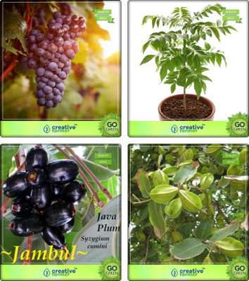 

Creative Farmer Tree Seeds Plant Grape,Murraya Koenigii,Syzygium Cumini ,Terminalia Arjuna Combo For Home Garden Fruit Seeds & Vegetable Tree & Plum Seeds & Sacred Tree Seeds By Creative Farmer Seed(4 per packet)