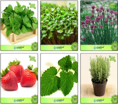 

Creative Farmer Combo Offers Seeds Mint, Cress Common, Chives, Alpine Strawberry, Lemon Balm, Rosemary Herb Seeds Combo Pack By Creative Farmer Seed(6 per packet)