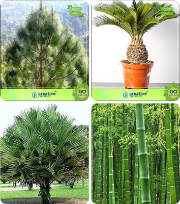 

Creative Farmer Tree Seeds For Home Garden Pinus Roxburghaii,Sago Palm,Himalayan Fan Palm ,Bamboo Thorny Combo For Home Garden Timber & Ornamental Palm Tree & Ornamental Palm Tree & Bamboo Seeds By Creative Farmer Seed(4 per packet)